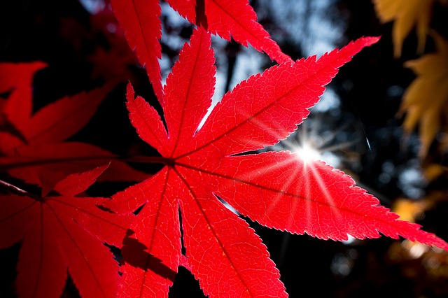 秋に綺麗な紅葉になるもみじの育て方と剪定の仕方 Cosmic Box